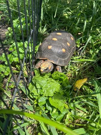 Red foot tortoise (Grove City)