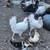 Ameraucana, Easter Egger, Blue Egger, Olive Egger chickens, many ages 9 thumbnail