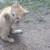Kittens ...Crane Mo 10 thumbnail