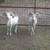 TROPHY TEXAS DALL RAMS 3 thumbnail