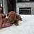 Mini Goldendoodle 6 thumbnail
