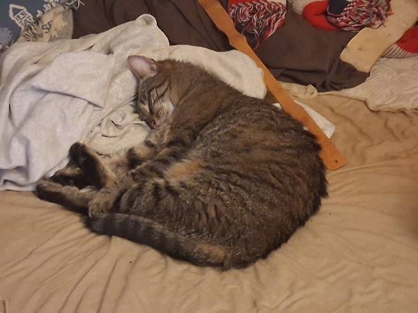 Aún desaparecido: gato atigrado (Muscle Shoals)429713435804323843