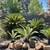 Stunning SAGO Palm TREES available ~ 50% OFF! 1 thumbnail