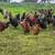 Egg laying hens 1 thumbnail