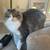 Cat Rehome due to severe allergies 7 thumbnail
