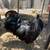 Gorgeous Ayam Cemani Rooster 2 thumbnail