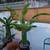 Rooted Dragon Fruit Plants (POT and Saucer NOT INCLUDED) 2 thumbnail