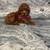 Red poodle 1 thumbnail
