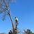 🌳Tree Services🌴 12 thumbnail
