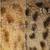 Exotic Savannah Kittens 1k 9 thumbnail