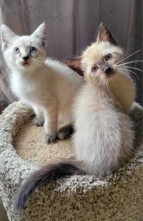 Siamese kittens. beautiful blue eyes63881506700675120