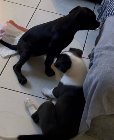 Dos cachorros en adopción. Hermano y hermana (Homestead)