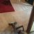 »»»Professional Carpet, Tile Cleaning & Water Extraction ☎ ««« (Memphi 13 thumbnail