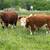 Mini Cattle ^^ Mini Donkeys ^^ Mini Horses 23 thumbnail