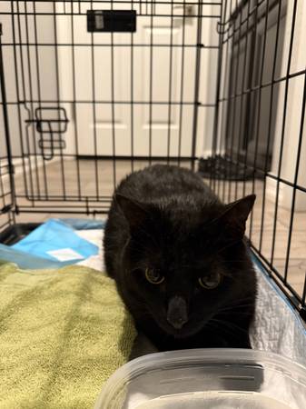 lost cat needs home63967288409218120