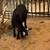 Rehoming goats 2 thumbnail