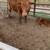 Red Angus Pair 1 thumbnail
