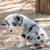 mini australian shepherd puppies 8 thumbnail