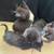 5 Kittens Looking for Their Forever Homes! 🐾 1 thumbnail