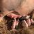 Piglets 1 thumbnail