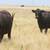 3 & 4 Yr. Old Heavy Bred Angus Cows 12 thumbnail
