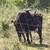 Dexter Cattle 10 thumbnail