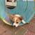 Pembroke Welsh Corgi 7 thumbnail