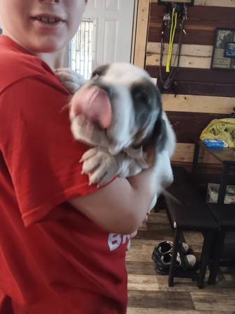Puppy needs home63806663253505121