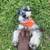 Mini schnauzer female puppy 1 thumbnail