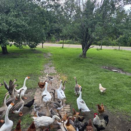 Geese 1