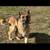 Male and Female German Shepherd 3 thumbnail