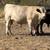 Mini cow 1 thumbnail