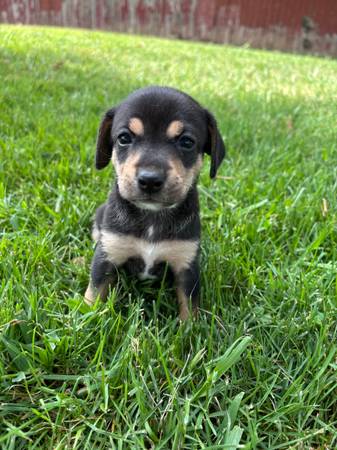 Cachorros pequeños chihuahua/Juguetes/Registros/Suministros (Sacramento)63920016547971121
