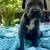 Ack Cane Corso pups 3 thumbnail