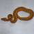 Ball Python Morph (BP Banana Clown) Baby looking for a new home 5 thumbnail