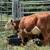🔥Weaned Calves🔥 11 thumbnail