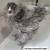 3 Pullets for $30 2 thumbnail