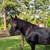 🌟 The Ultimate Confidence Builder: Bombproof Mustang Gelding 🌟 2 thumbnail