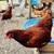 Chickens For Sale 4 thumbnail