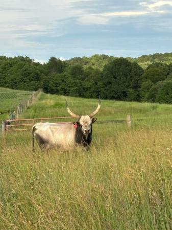 Bull 1