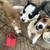 Papillion/chihuahua mix & chihuahua/dashhound mix 7 thumbnail