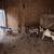 Goats 5 and chickens 10+ 6 thumbnail
