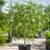 Live Moringa Oleifera Tree 1 thumbnail