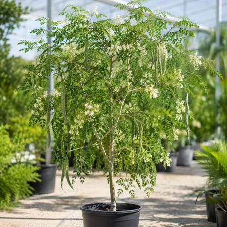 Live Moringa Oleifera Tree 1