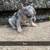French bulldog puppies 4 thumbnail