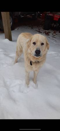 Livestock guardian dog 1