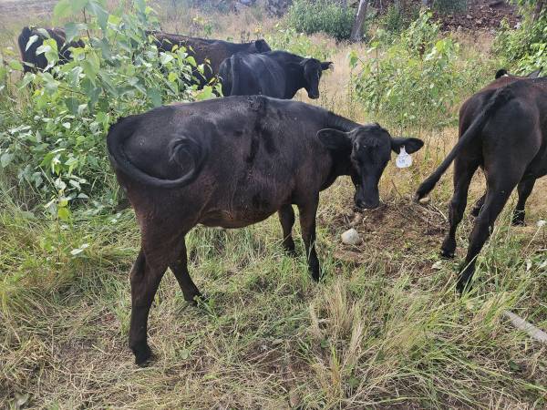 7 month old steer 1