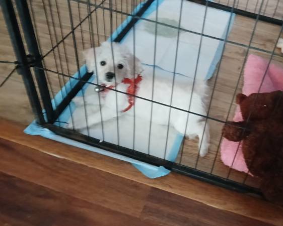 Rehoming (Tulare)63873028549121120