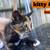 Kittens 2 thumbnail