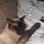 Siamese Cat 4 thumbnail